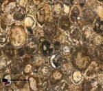 Australian-Petrified-Wood-Stone-round-1