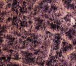 Dark-african-amethyst