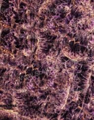 Dark-african-amethyst