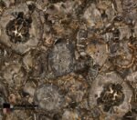 Black-big-round-petrified-wood-stone