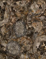 Black-big-round-petrified-wood-stone